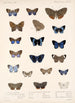 Insecta Lepidoptera Rhopalocera Pl 039 - Frederick DuCane Godman — vista dell’opera
