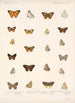 Insecta Lepidoptera Rhopalocera Pl 040 - Frederick DuCane Godman — vista dell’opera
