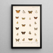Insecta Lepidoptera Rhopalocera Pl 040 - Frederick DuCane Godman — quadro incorniciato alla parete