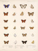 Insetti Lepidotteri Rhopaloceri Pl 041 - Frederick DuCane Godman — vista dell’opera