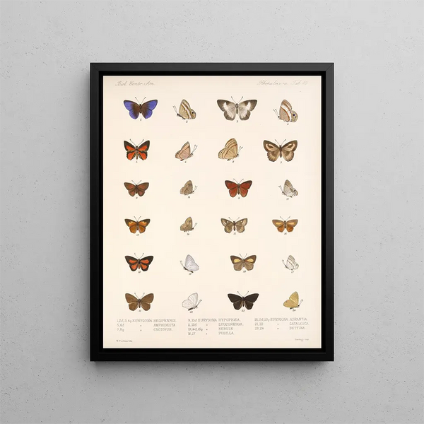 Insetti Lepidotteri Rhopaloceri Pl 041 - Frederick DuCane Godman — quadro incorniciato alla parete