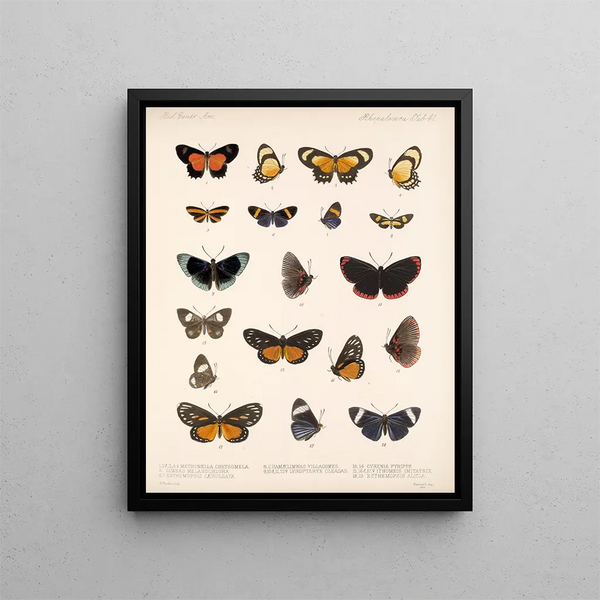 Insetti Lepidotteri Rhopaloceri Pl 042 - Frederick DuCane Godman — quadro incorniciato alla parete