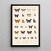Insecta Lepidoptera Rhopalocera Pl 044 - Frederick DuCane Godman — quadro incorniciato alla parete