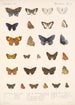 Insecta Lepidoptera Rhopalocera Pl 044 - Frederick DuCane Godman — vista dell’opera