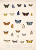 Insecta Lepidoptera Rhopalocera Pl 045 - Frederick DuCane Godman — vista dell’opera