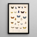 Insecta Lepidoptera Rhopalocera Pl 045 - Frederick DuCane Godman — quadro incorniciato alla parete