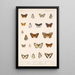 Insecta Lepidoptera Rhopalocera Pl 046 - Frederick DuCane Godman — quadro incorniciato alla parete
