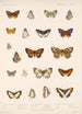 Insecta Lepidoptera Rhopalocera Pl 046 - Frederick DuCane Godman — vista dell’opera