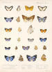 Insecta Lepidoptera Rhopalocera Pl 047 - Frederick DuCane Godman — vista dell’opera