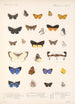 Insecta Lepidoptera Rhopalocera Pl 048 - Frederick DuCane Godman — vista dell’opera