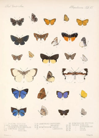 Frederick DuCane Godman - Insecta LepidopteraRhopalocera Pl 048.webp