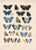 Insetti Lepidotteri Rhopaloceri Pl 049 - Frederick DuCane Godman — vista dell’opera