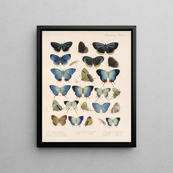 Insetti Lepidotteri Rhopaloceri Pl 049 - Frederick DuCane Godman — quadro incorniciato alla parete