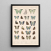 Insecta Lepidoptera Rhopalocera Pl 050 - Frederick DuCane Godman — quadro incorniciato alla parete