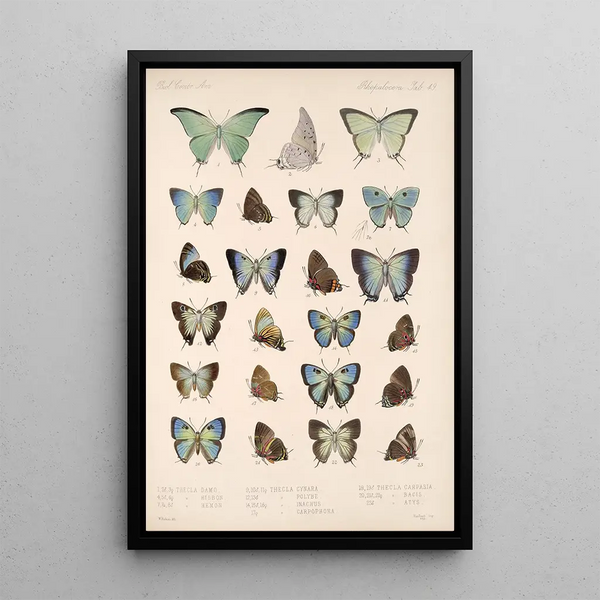 Frederick DuCane Godman - Insecta LepidopteraRhopalocera Pl 050.webp
