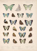 Insecta Lepidoptera Rhopalocera Pl 050 - Frederick DuCane Godman — vista dell’opera