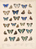 Insecta Lepidoptera Rhopalocera Pl 051 - Frederick DuCane Godman — vista dell’opera