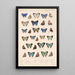 Insecta Lepidoptera Rhopalocera Pl 051 - Frederick DuCane Godman — quadro incorniciato alla parete