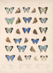 Insecta Lepidoptera Rhopalocera Pl 052 - Frederick DuCane Godman — vista dell’opera