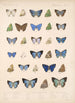 Insecta Lepidoptera Rhopalocera Pl 053 - Frederick DuCane Godman — vista dell’opera
