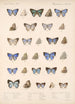 Insecta Lepidoptera Rhopalocera Pl 054 - Frederick DuCane Godman — vista dell’opera