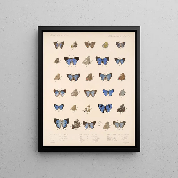Insetti Lepidotteri Rhopaloceri Pl 055 - Frederick DuCane Godman — quadro incorniciato alla parete