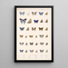 Insecta Lepidoptera Rhopalocera Pl 057 - Frederick DuCane Godman — quadro incorniciato alla parete