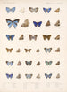 Insecta Lepidoptera Rhopalocera Pl 057 - Frederick DuCane Godman — vista dell’opera