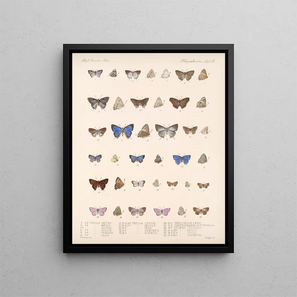 Insetti Lepidotteri Rhopaloceri Pl 059 - Frederick DuCane Godman — quadro incorniciato alla parete