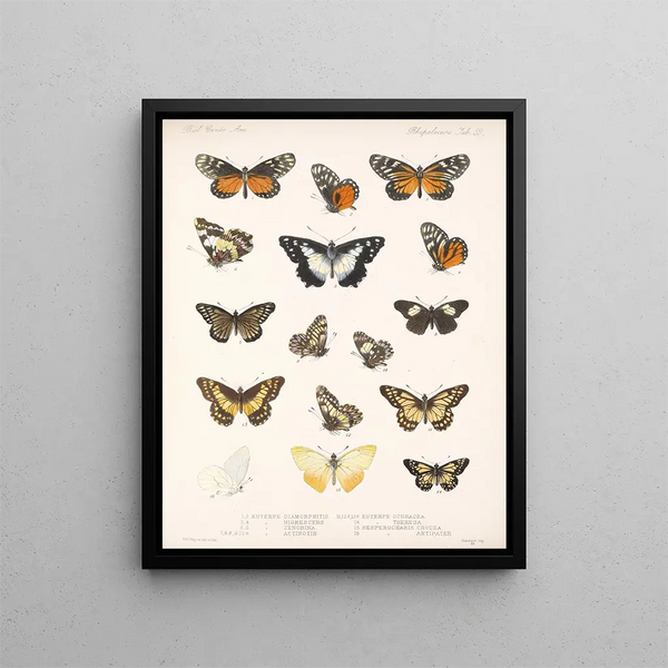 Insetti Lepidotteri Rhopaloceri Pl 060 - Frederick DuCane Godman — quadro incorniciato alla parete