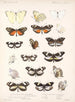 Insetti Lepidotteri Rhopaloceri Pl 061 - Frederick DuCane Godman — vista dell’opera