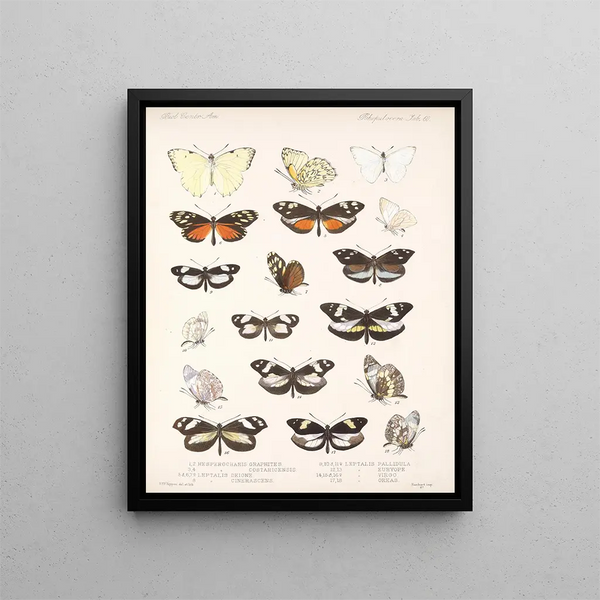 Insetti Lepidotteri Rhopaloceri Pl 061 - Frederick DuCane Godman — quadro incorniciato alla parete
