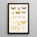 Insecta Lepidoptera Rhopalocera Pl 062 - Frederick DuCane Godman — quadro incorniciato alla parete