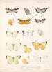 Insecta Lepidoptera Rhopalocera Pl 062 - Frederick DuCane Godman — vista dell’opera