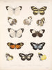 Insetti Lepidotteri Rhopaloceri Pl 063 - Frederick DuCane Godman — vista dell’opera
