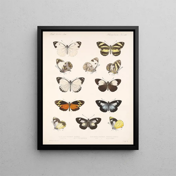 Insetti Lepidotteri Rhopaloceri Pl 063 - Frederick DuCane Godman — quadro incorniciato alla parete