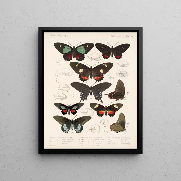 Insetti Lepidotteri Rhopaloceri Pl 066 - Frederick DuCane Godman — quadro incorniciato alla parete