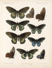 Insetti Lepidotteri Rhopaloceri Pl 067 - Frederick DuCane Godman — vista dell’opera