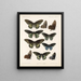 Insetti Lepidotteri Rhopaloceri Pl 067 - Frederick DuCane Godman — quadro incorniciato alla parete