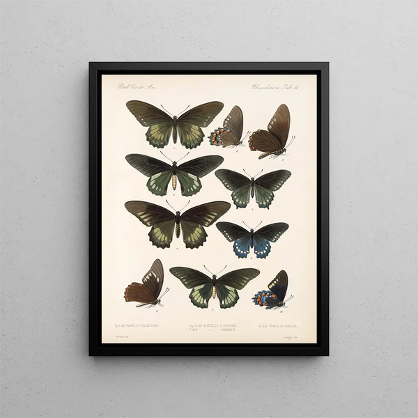 Insetti Lepidotteri Rhopaloceri Pl 067 - Frederick DuCane Godman — quadro incorniciato alla parete