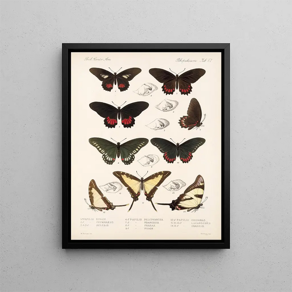 Insetti Lepidotteri Rhopaloceri Pl 068 - Frederick DuCane Godman — quadro incorniciato alla parete