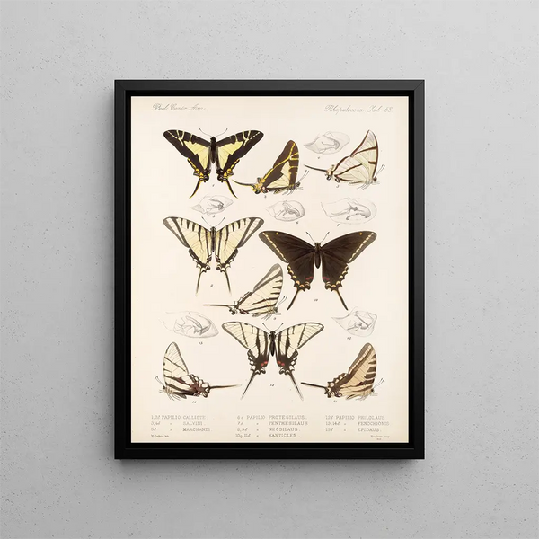 Insetti Lepidotteri Rhopaloceri Pl 069 - Frederick DuCane Godman — quadro incorniciato alla parete