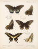 Insetti Lepidotteri Rhopaloceri Pl 070 - Frederick DuCane Godman — vista dell’opera