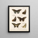 Insetti Lepidotteri Rhopaloceri Pl 070 - Frederick DuCane Godman — quadro incorniciato alla parete