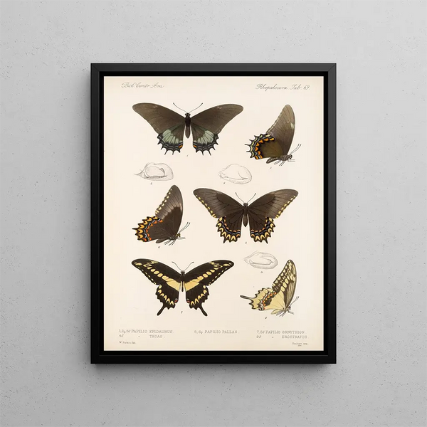 Insetti Lepidotteri Rhopaloceri Pl 070 - Frederick DuCane Godman — quadro incorniciato alla parete