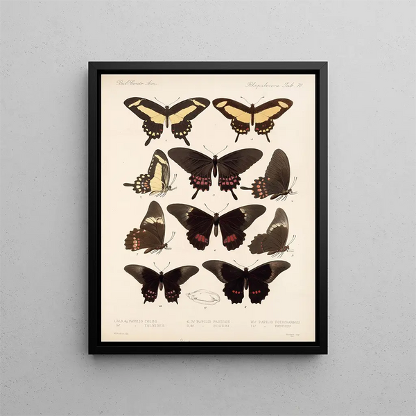 Insetti Lepidotteri Rhopaloceri Pl 071 - Frederick DuCane Godman — quadro incorniciato alla parete