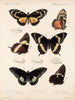 Insetti Lepidotteri Rhopaloceri Pl 072 - Frederick DuCane Godman — vista dell’opera