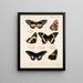 Insetti Lepidotteri Rhopaloceri Pl 072 - Frederick DuCane Godman — quadro incorniciato alla parete