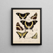 Insetti Lepidotteri Rhopaloceri Pl 073 - Frederick DuCane Godman — quadro incorniciato alla parete