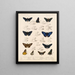 Insetti Lepidotteri Rhopaloceri Pl 074 - Frederick DuCane Godman — quadro incorniciato alla parete